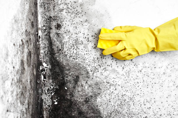 Best Mold Odor Removal Services  in Franklin Square, NY