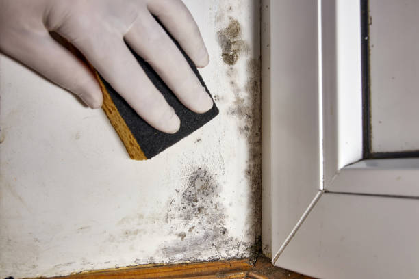 Best Environmental Consulting for Mold Prevention  in Franklin Square, NY
